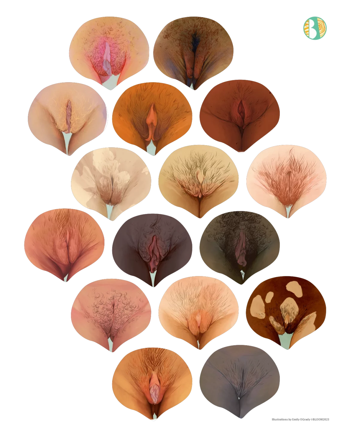 Celebrate Vulva Diversity. Illustration of diverse vulvas. 