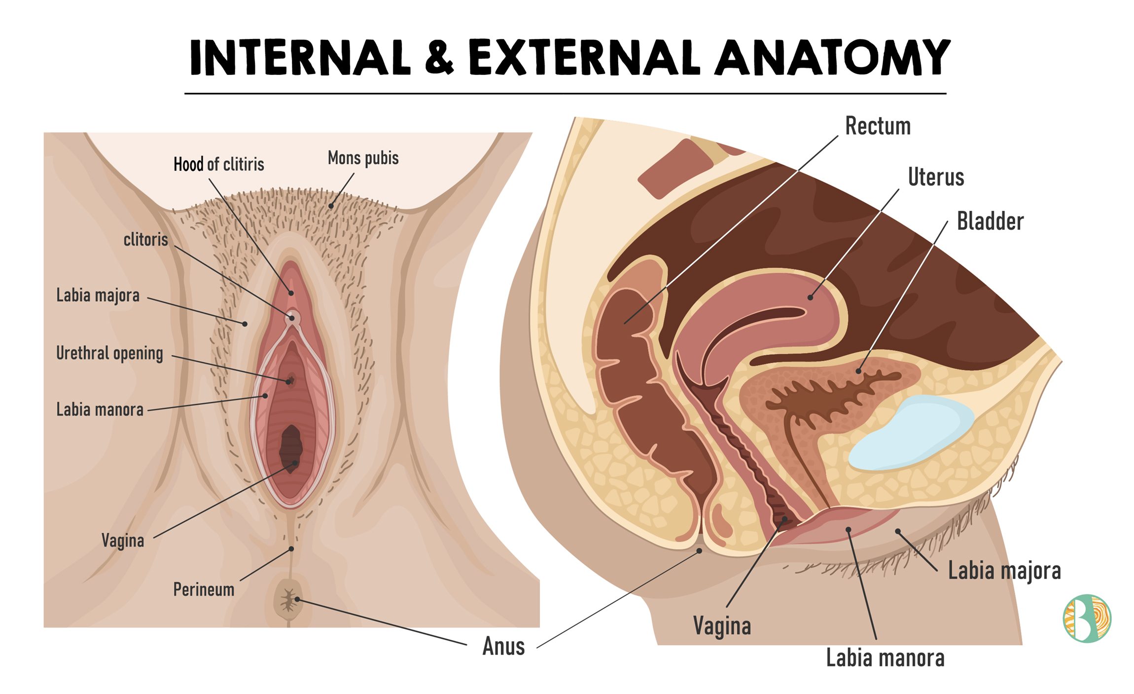 Illustration of vulva and vagina internal and external anatomy diagram.